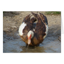 Muscovy som leker i en pöl kort