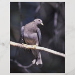Musikband-tailed duva full färg flygblad