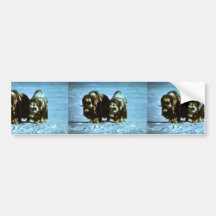 Muskoxar Bildekal