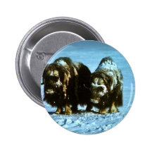 Muskoxar Knapp Med Nål