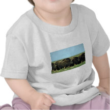 Muskoxar T-shirts