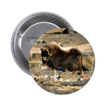 Muskoxe Nål