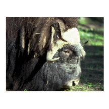 Muskoxe Vykort