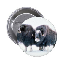 Muskoxen Knappar