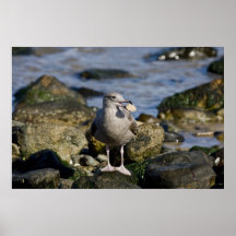 Musslamiddag Posters