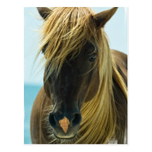 Mustangvykort