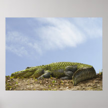 Mycket stor alligatoraffisch