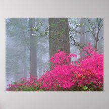 Mystic skog print
