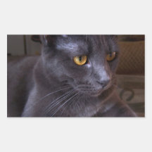 mystiska kattklistermärkear