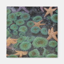 N.A. USA, Washington, olympisk nationalpark, 2 Magneter För Kylskåp
