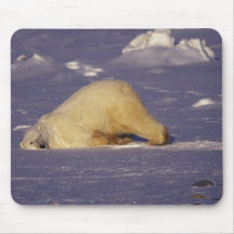 NA Kanada, Manitoba, Churchill, polar björn Musmatta