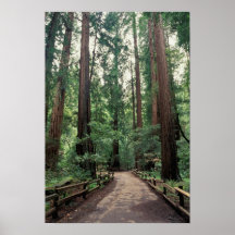 NA USA, Kalifornien, Marin County, Muir skogen Affisch