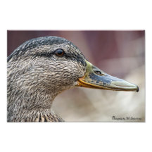 Nära övre anka fotografi