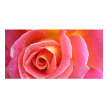 Nära övre för Granada rosa ros Anpassade Foto Kort