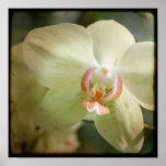 Nära övre för Orchid - 8x8 TTV fotograferar Affisch