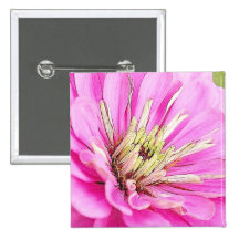 Närbilden beskådar av en delikat rosa zinnia knappar
