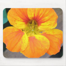 Nasturtium Mus Mattor
