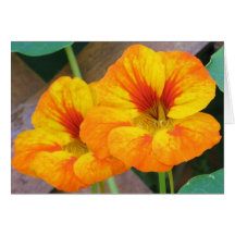 Nasturtiums i min trädgård hälsnings kort