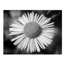 Nätt daisy vykort