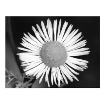 Nätt daisy vykort