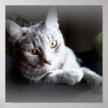Nätt kattunge posters