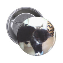 Nätt kattunge "OREO ", Knapp Med Nål