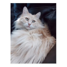 nätt kattvykort