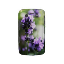 Nätt lavendel blommar blommigt blackberry skal