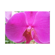 Nätt rosa orchidblomma canvasdukar med gallerikvalitet