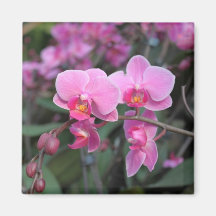 Nätt rosa orchidblommor magnet för kylskåp