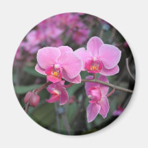 Nätt rosa orchidblommor magnet för kylskåp