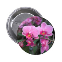 Nätt rosa orchidblommor nål