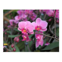 Nätt rosa orchidblommor vykort