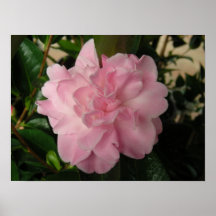 Nätt rosablomma print