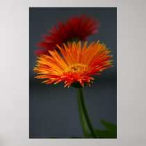 Nattblommor