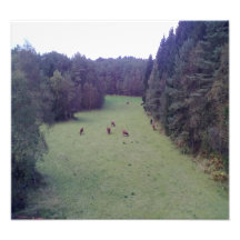 Natur och ko konstfoto