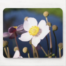 Naturfotografi Mus Mattor