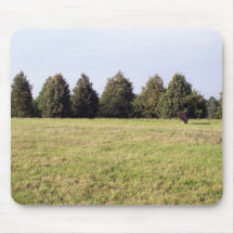 Naturfotografi Mus Mattor