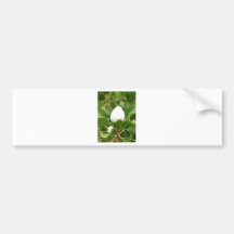 Naturlig vitknopp bildekaler