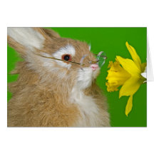 Nearsighted Hare Kort