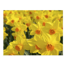 Nederländerna Holland, Lisse, Keukenhof trädgårdar Vykort
