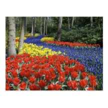Nederländerna Holland, Lisse, Keukenhof trädgårdar Vykort