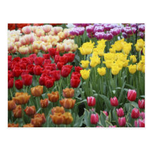 Nederländerna Keukenhoff trädgårdar, tulips. Vykort
