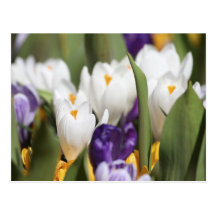 Nederländerna Keukenhoff trädgårdar, Tulips. Vykort