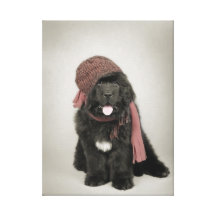 Newfoundland hundvalp sträckta kanvas tryck