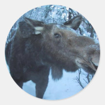 NORDLIG ÄLG KLISTERMÄRKEN