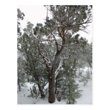 Nordlig Arizona vykort