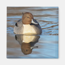 Nordlig Pintail magneter