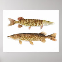 Nordliga Pike & gallerförsedd Muskie konstaffisch