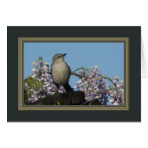 northern_mockingbird_3400 kort